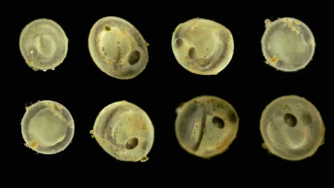 Fish caviar under the microscope Stock Footage 142882088