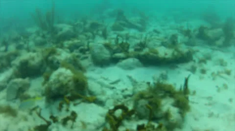 Fish chase cam 2 Stock Footage 24324848