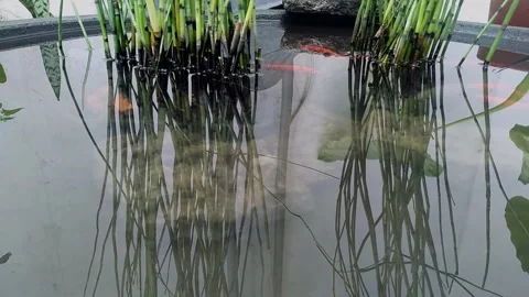 Fish chasing each other Stock Footage 248036736