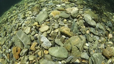 Fish chasing me 스톡 동영상 98776373