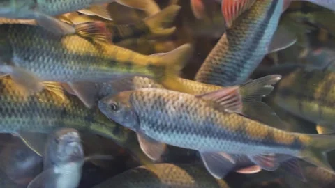 Fish at a Chinese restaurant. Stock Footage 162648864