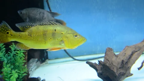 Fish cichla kelbri in the aquarium Stock Footage 109339088