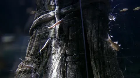Fish circle around a tree Stock Footage 10560318