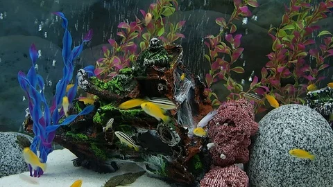 Fish circulating in the aquarium Stock Footage 93486631