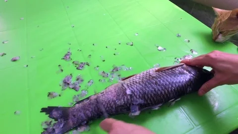 Fish cleaning, cat next door Stock Footage 79630940