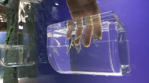 Fish cleaning fingers Video stock 10997985