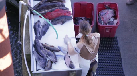 Fish Cleaning on floating dock Stock Footage 32400401