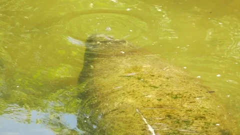 Fish Cleaning Large Manatee Coming Up for Air, Overhead View, 4K Stock Footage 72878925