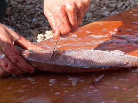 Fish cleaning Stock-Fotos