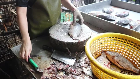 Fish Cleaning Process Documented Stock Footage 280107130