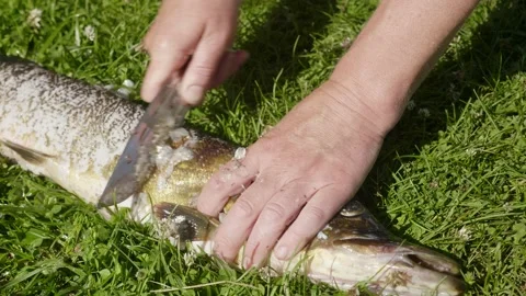 Fish cleaning process Stockbeeldmateriaal 138219284