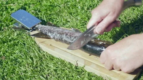 Fish cleaning process 스톡 동영상 138219339