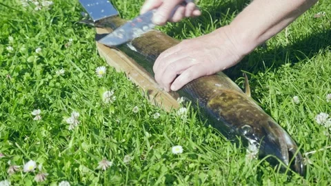 Fish cleaning process 스톡 동영상 138219383