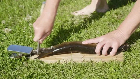 Fish cleaning process 스톡 동영상 138219418