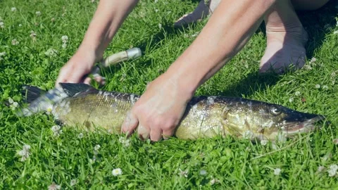 Fish cleaning process 스톡 동영상 138219442