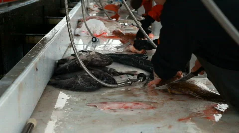 Fish cleaning table Seward P HD 8249 Stock Footage 827463