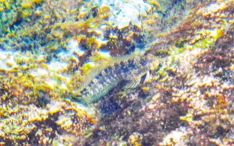 Fish cleans rock eats from rocks underwater at beach shore Thailand. Foto stock