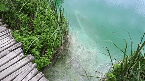 Fish in a clear river Stock Photos