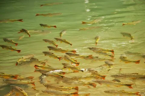 Fish in a clear river Stock Photos