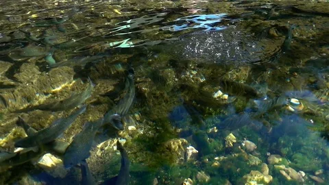 Fish In Clear River Water Stock Footage 80031233