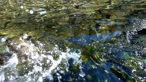 Fish In Clear River Water Slow Motion Stock Footage 80067630