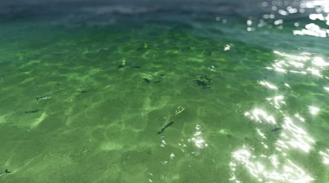 Fish in clear shallow water Stock Footage 44902477