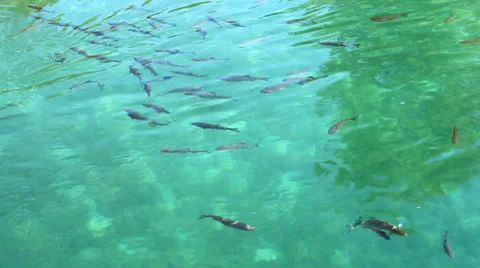 The fish in the clear water Stock-Footage 23600533