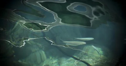 Fish in Clear Water Stock Photos