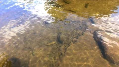 Fish in clear water view from above3 Stock Footage 152471632