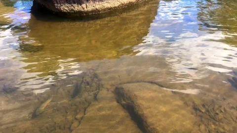 Fish in clear water view from above4 Stock Footage 152471635