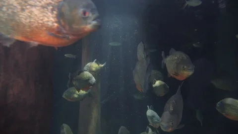 Fish clip with light rays - 4k 库存影片 96721024