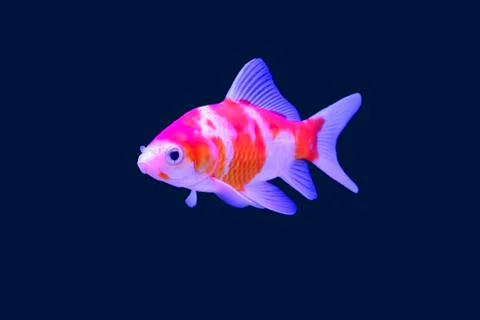 Fish &amp; Clipping inside Stock Photos