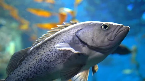 Fish Close Up Blue Scales Texture Underwater Slow Motion Light Flickr Beautiful Vidéo 83840821