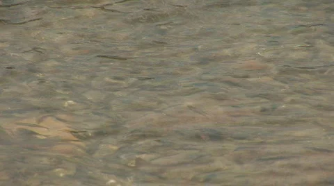 Fish - close Stock Footage 82783