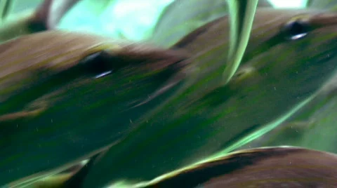 Fish Close Up  Видео 291564