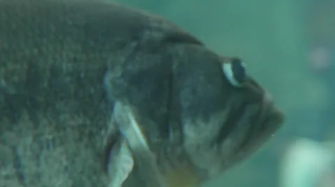 Fish close up Stock-Footage 25097539