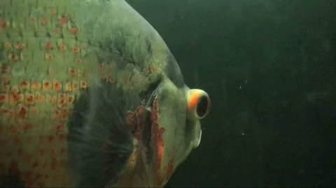 Fish Close Up Stock Footage 40713199