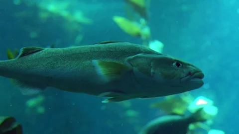 Fish Close Up Stock Footage 82910939