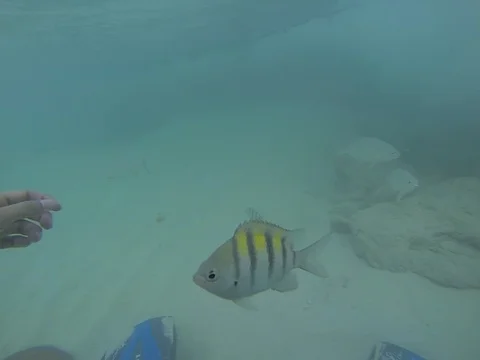 Fish close up Stock Footage 101450500