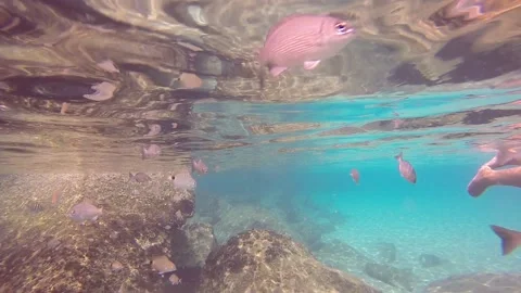 Fish Up Close 動画素材 135545069