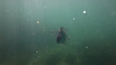 Fish close up Stock Footage 303970057