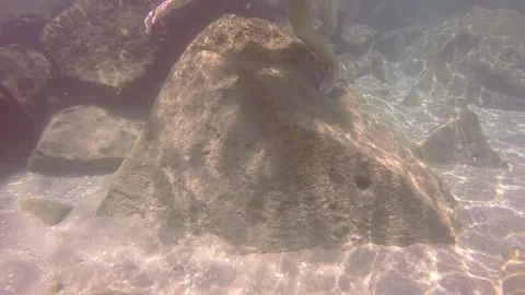 Fish up close 動画素材 311779487