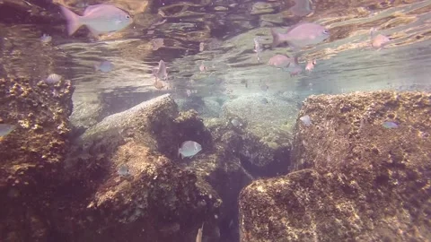 Fish Up Close More Stock Footage 135545059