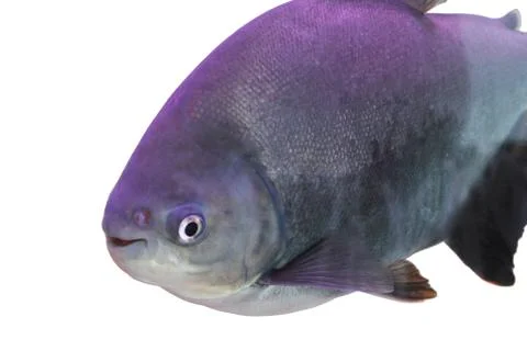 Fish close up Stock Photos