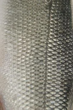 Fish close up Stock Photos