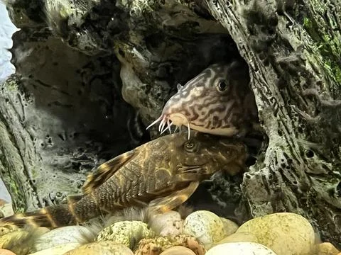 Fish Close-up 库存照片