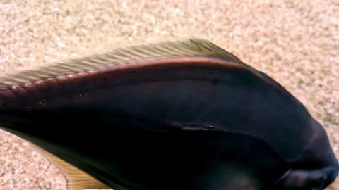 Fish up-close swimming inside water tank, aquatic, anamniotic vertebrate Stock Footage 287175159