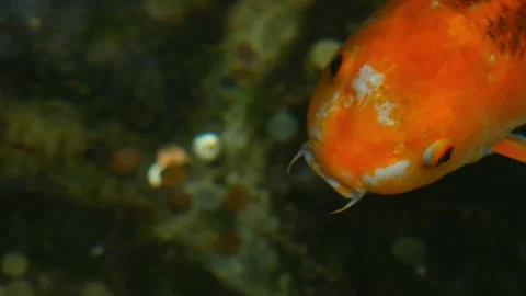 Fish closeup Stock Footage 282551437