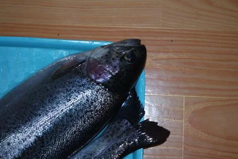 Fish closeup with a gray or grey and silver shiny skin scales Stock Photos