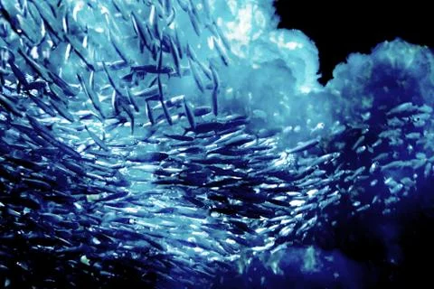 Fish in the clouds Illustrazione stock